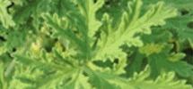 Citronella