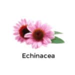 Echinacea Echinacea