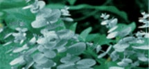 Eucalyptus