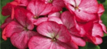 Geranium