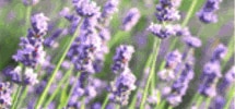 Lavender