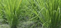 Lemongrass