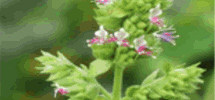 Patchouli