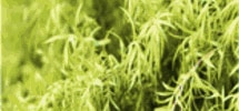 Tea Tree