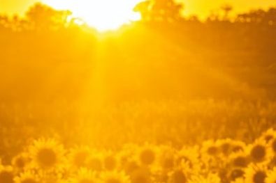 sunflower field during golden hour